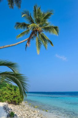 Mavi gökyüzü karşı palmiye ağaçları. Mavi gökyüzü güneşli güzel palmiye ağaçları. Palmiye ağaçlarının gökyüzü arka plan 