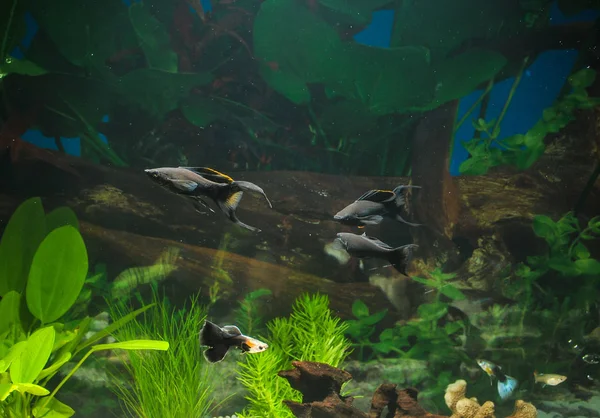 Aquarium met vissen, natuurlijke planten en rotsen. Tropische vissen. Aquarium met groene planten — Stockfoto