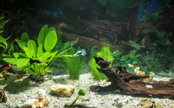 Akvárium halak, természetes növények és sziklák. Trópusi halak. A zöld növények akvárium — Stock Fotó