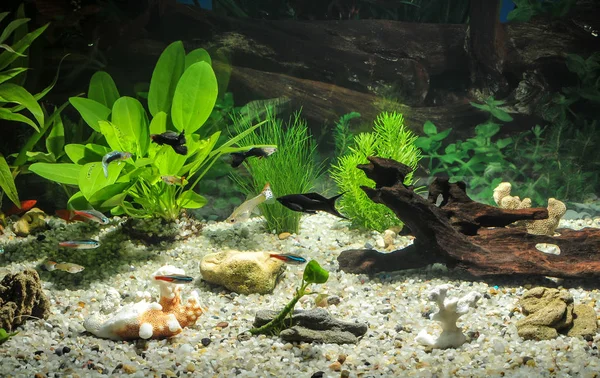 Aquário com peixes, plantas naturais e rochas. Peixes tropicais. Aquário com plantas verdes — Fotografia de Stock