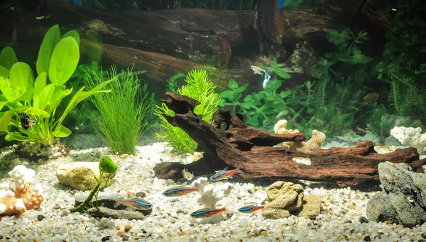 Aquarium avec poissons, plantes naturelles et rochers. Des poissons tropicaux. Aquarium aux plantes vertes — Photo