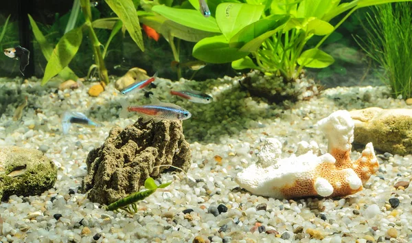Aquarium met vissen, natuurlijke planten en rotsen. Tropische vissen. Aquarium met groene planten — Stockfoto