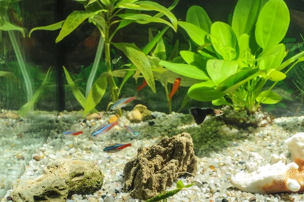 Aquarium met vissen, natuurlijke planten en rotsen. Tropische vissen. Aquarium met groene planten — Stockfoto