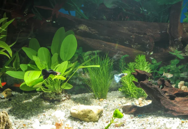 Aquário com peixes, plantas naturais e rochas. Peixes tropicais. Aquário com plantas verdes — Fotografia de Stock