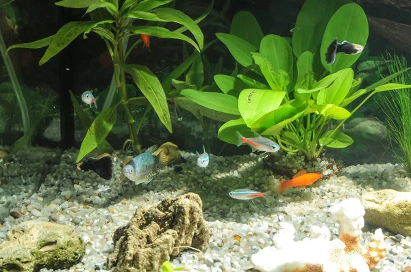 Aquário com peixes, plantas naturais e rochas. Peixes tropicais. Aquário com plantas verdes — Fotografia de Stock