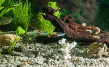 Akvaryum balıkları, doğal bitkiler ve kayalar. Tropikal balıklar. Akvaryum yeşil bitkiler ile