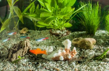 Akvaryum balıkları, doğal bitkiler ve kayalar. Tropikal balıklar. Akvaryum yeşil bitkiler ile