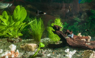 Akvaryum balıkları, doğal bitkiler ve kayalar. Tropikal balıklar. Akvaryum yeşil bitkiler ile