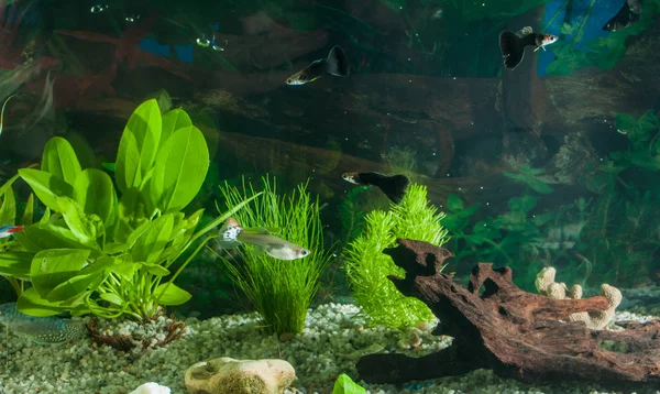 Aquário com peixes, plantas naturais e rochas. Peixes tropicais. Aquário com plantas verdes — Fotografia de Stock