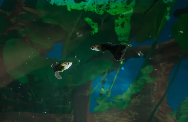 水槽の魚、天然の植物や岩。熱帯魚。緑の植物が付いているアクアリウム — ストック写真