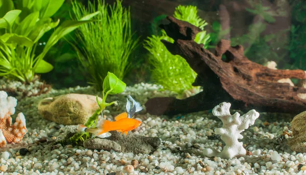 Akvárium s rybami, přírodní rostliny a skály. Tropické ryby. Akvárium s zelenými rostlinami — Stock fotografie