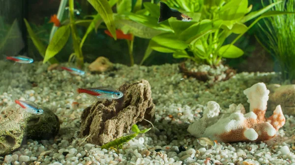 Aquarium mit Fischen, natürlichen Pflanzen und Felsen. Tropische Fische. Aquarium mit grünen Pflanzen — Stockfoto