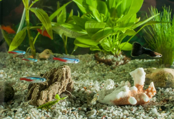 Acuario con peces, plantas naturales y rocas. Peces tropicales. Acuario con plantas verdes — Foto de Stock