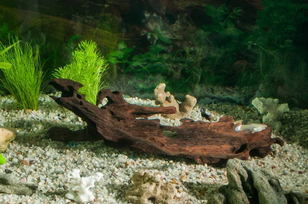 Akvárium halak, természetes növények és sziklák. Trópusi halak. A zöld növények akvárium — Stock Fotó