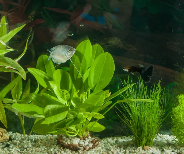 Aquarium mit Fischen, natürlichen Pflanzen und Felsen. Tropische Fische. Aquarium mit grünen Pflanzen — Stockfoto