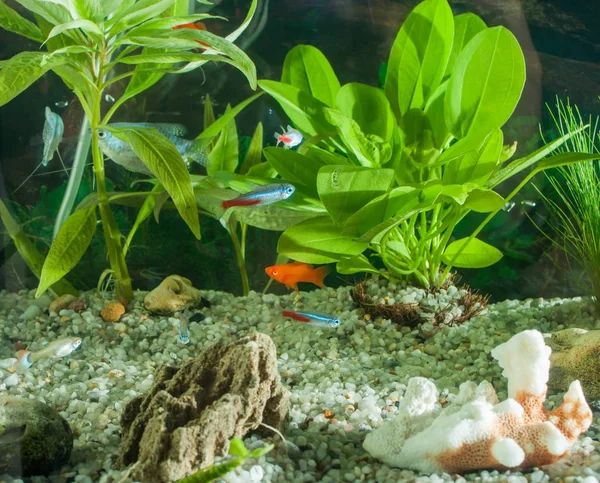 Aquarium met vissen, natuurlijke planten en rotsen. Tropische vissen. Aquarium met groene planten — Stockfoto