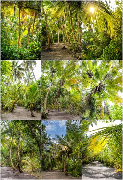 Palm leaves.Tropical Forest on the island in indian ocean.Beautiful landscape of humid tropical jungle .Picture of a tropical forest background