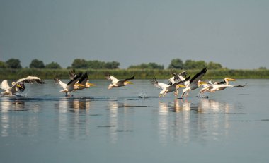 Uçakla Pelikan grubudur. Ortak büyük Pelikan (Pelecanus onocrotalus uçakla vahşi sürüsü ) 