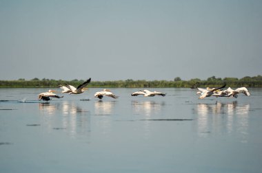 Uçakla Pelikan grubudur. Ortak büyük Pelikan (Pelecanus onocrotalus uçakla vahşi sürüsü ) 