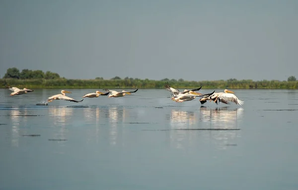 Grupa pelikanów odbywających lot. Stada dzikich wspólne Świetne pelikany odbywających lot (Pelecanus onocrotalus ) — Zdjęcie stockowe