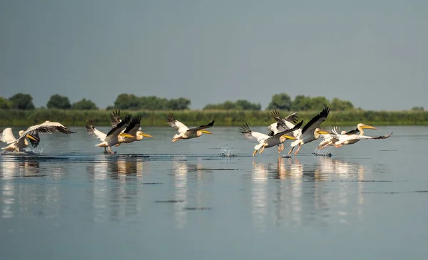 Grupa pelikanów odbywających lot. Stada dzikich wspólne Świetne pelikany odbywających lot (Pelecanus onocrotalus ) — Zdjęcie stockowe