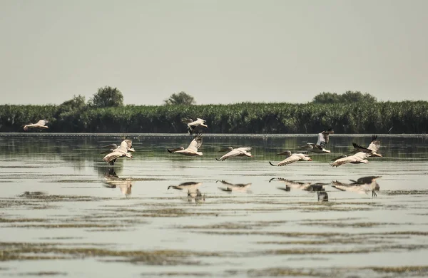 Група Пеліканів Які Літають Дика Зграя Звичайних Великих Пеліканів Які — стокове фото