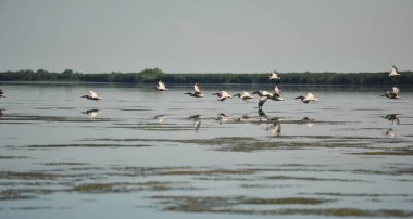 Uçakla Pelikan grubudur. Tuna Deltası Romanya uçuş (Pelecanus onocrotalus) Pelikan kolonisinde alarak ortak büyük Pelikan vahşi sürüsü