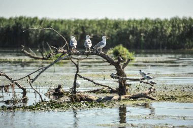 Birkaç martı eski bir kök üzerinde oturuyorsun. Tuna Deltası Romania.Lake görünümünde, kuşlar. Bir martı nilüferler tarafından çevrili ahşap kayan bir parçası üzerinde duruyor