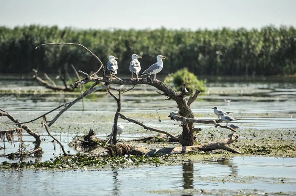 갈매기는 루트에 Romania Lake 보기에서의 다뉴브 백합으로 둘러싸인 나무의 부동에 — 스톡 사진