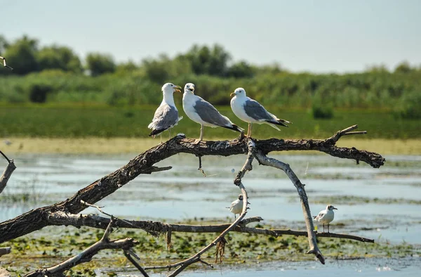 Várias Gaivotas Estão Sentadas Uma Raiz Velha Delta Danúbio România — Fotografia de Stock