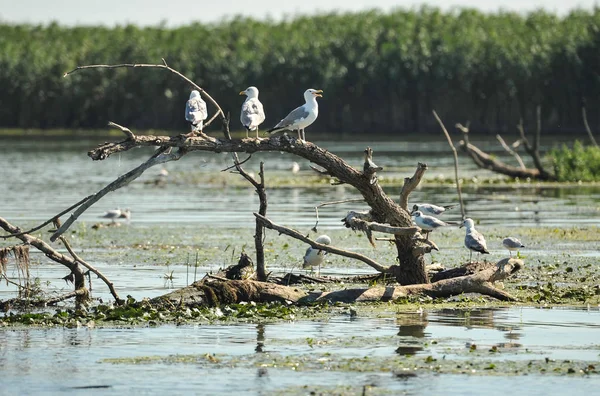 갈매기는 루트에 Romania Lake 보기에서의 다뉴브 백합으로 둘러싸인 나무의 부동에 — 스톡 사진