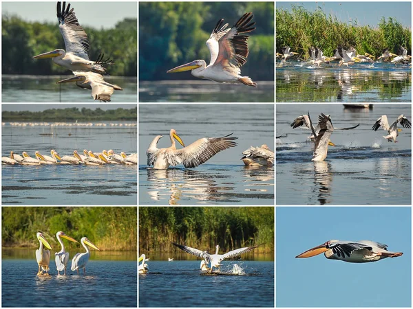 Group of pelicans taking flight.Wild flock of common great pelicans taking flight ( Pelecanus onocrotalus ) Pelican colony in Danube Delta Romania