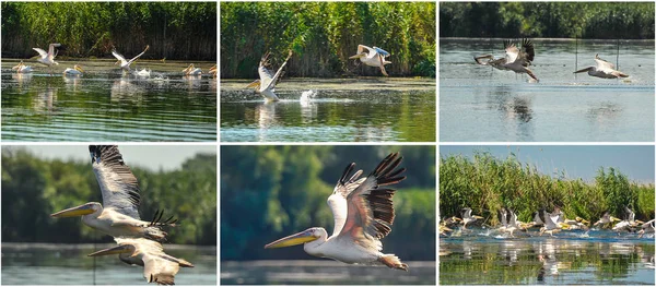 Group of pelicans taking flight.Wild flock of common great pelicans taking flight ( Pelecanus onocrotalus ) Pelican colony in Danube Delta Romania