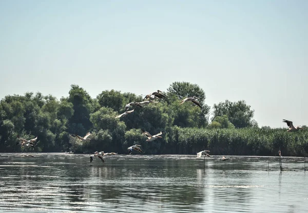 Grupo Pelicanos Voando Rebanho Selvagem Grandes Pelicanos Comuns Voando Pelecanus — Fotografia de Stock