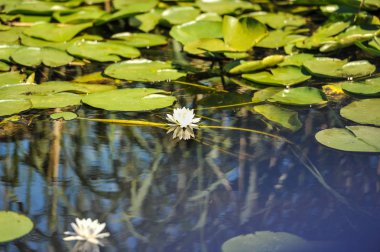 Tuna Deltası, Romanya (Nymphaea alba'nda Romanya Danube Delta.beautiful Avrupa beyaz su lilly beyaz nilüferler )
