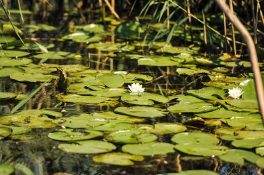 Tuna Deltası, Romanya (Nymphaea alba'nda Romanya Danube Delta.beautiful Avrupa beyaz su lilly beyaz nilüferler )