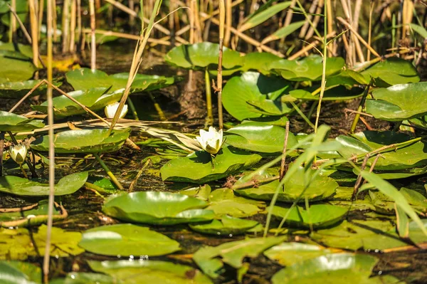 白色睡莲在罗马尼亚多瑙河三角洲 美丽的欧洲白水莉莉在多瑙河三角洲 罗马尼亚 — 图库照片