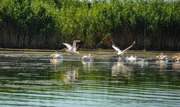 Group of pelicans taking flight.Wild flock of common great pelicans taking flight ( Pelecanus onocrotalus )