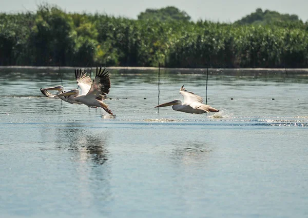Grupa Pelikanów Odbywających Lot Stada Dzikich Wspólne Świetne Pelikany Odbywających — Zdjęcie stockowe