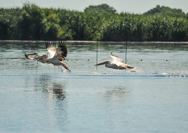 Grupo Pelícanos Volando Manada Silvestre Grandes Pelícanos Comunes Volando Pelecanus — Foto de Stock