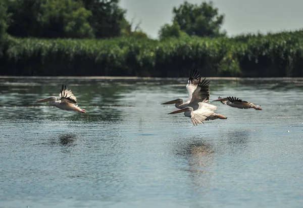 Grupo Pelícanos Volando Manada Silvestre Grandes Pelícanos Comunes Volando Pelecanus — Foto de Stock