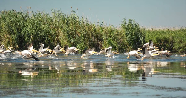 Group Pelicans Taking Flight Wild Flock Common Great Pelicans Taking — Stock Photo, Image