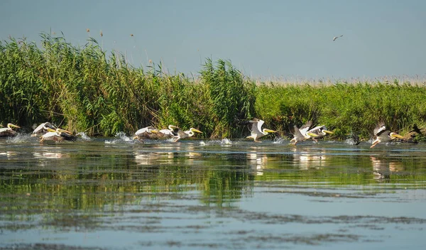 Gruppe Von Pelikanen Flug Wilde Herde Gemeiner Pelikane Auf Der — Stockfoto