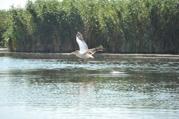 펠리컨 비행의 그룹입니다 일반적인 펠리컨 Pelecanus Onocrotalus의 — 스톡 사진