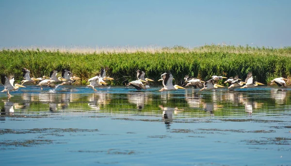 Grupo Pelícanos Volando Manada Silvestre Grandes Pelícanos Comunes Volando Pelecanus — Foto de Stock