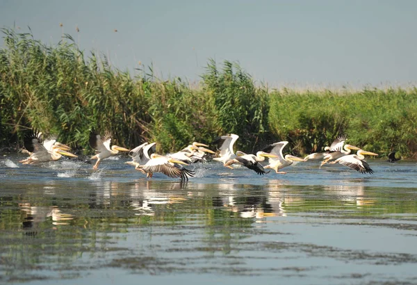 Grupo Pelicanos Voando Rebanho Selvagem Grandes Pelicanos Comuns Voando Pelecanus — Fotografia de Stock