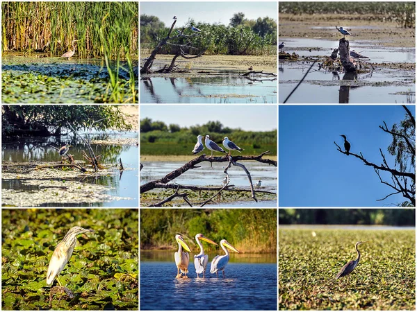 Viele Vögel Des Donaudeltas — Stockfoto