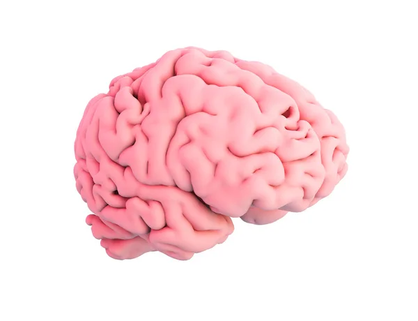 Human Brain Isolated Rendering — Stock Photo, Image