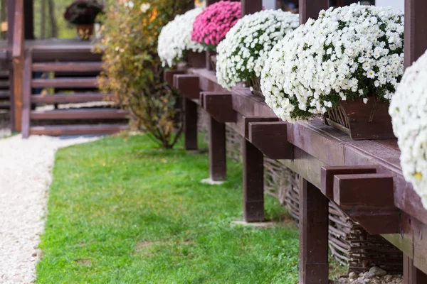 Blommor på verandan — Stockfoto