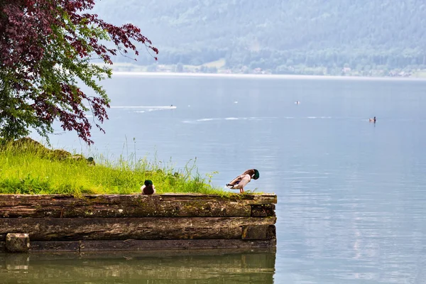 Patos salvajes n Hallstatt lago en Austria — Foto de Stock